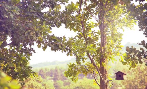 Low angle view of flowering plants against sky on sunny day