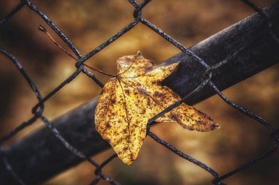 Close-up of autumn leaf on metal