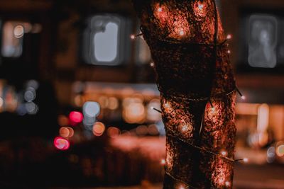 Close-up of illuminated tree trunk