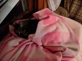 Cat sitting on bed