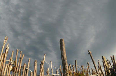 Low angle view of succulent plants against sky