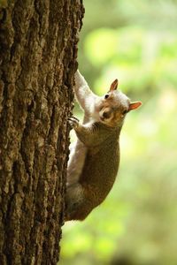 Close-up of squirrel on tree trunk