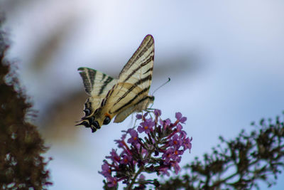 Close-up of butterfly pollinating on flower