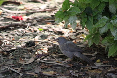 Close-up of bird on plant