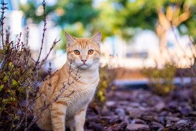 Close-up of cat