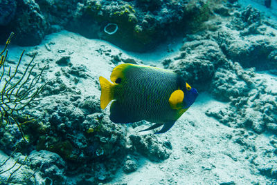 Fish swimming in sea