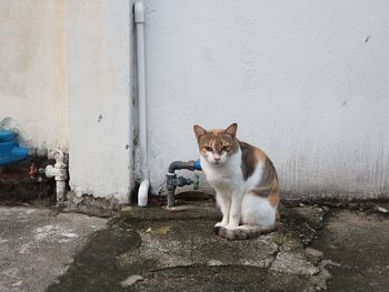 Cat sitting on wall