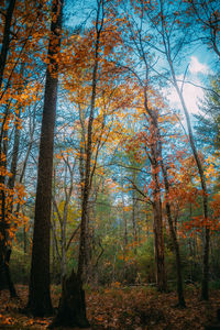 Trees in forest against sky