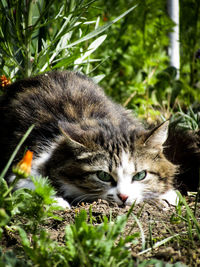 Close-up portrait of a cat