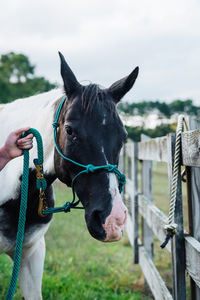 Close-up of a horse