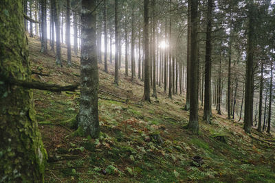 Trees in forest