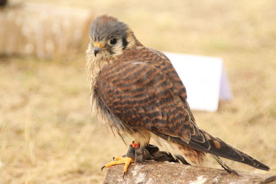 Close-up of owl perching on field