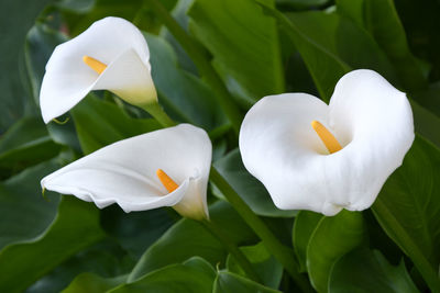 Close-up of white rose flower