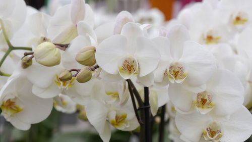 Close-up of white flowers