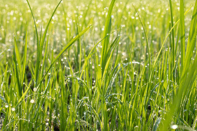 Full frame shot of wet plants growing on field