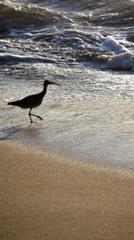 Bird perching on beach