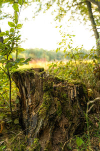 Close-up of moss growing on tree trunk