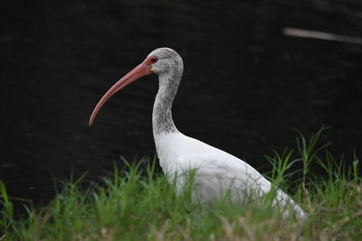 Close-up of a bird on field