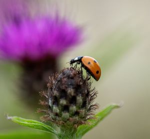 Close-up of ladybug on purple flower