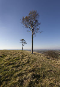 Tree on field against clear sky