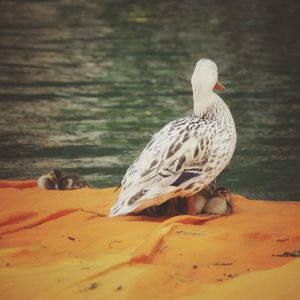 Bird in water