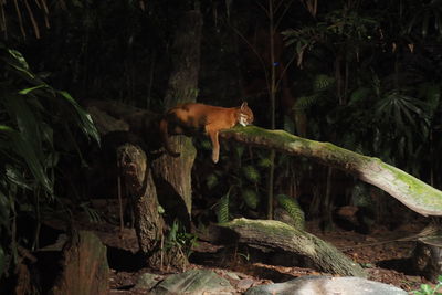 Cat standing in a forest