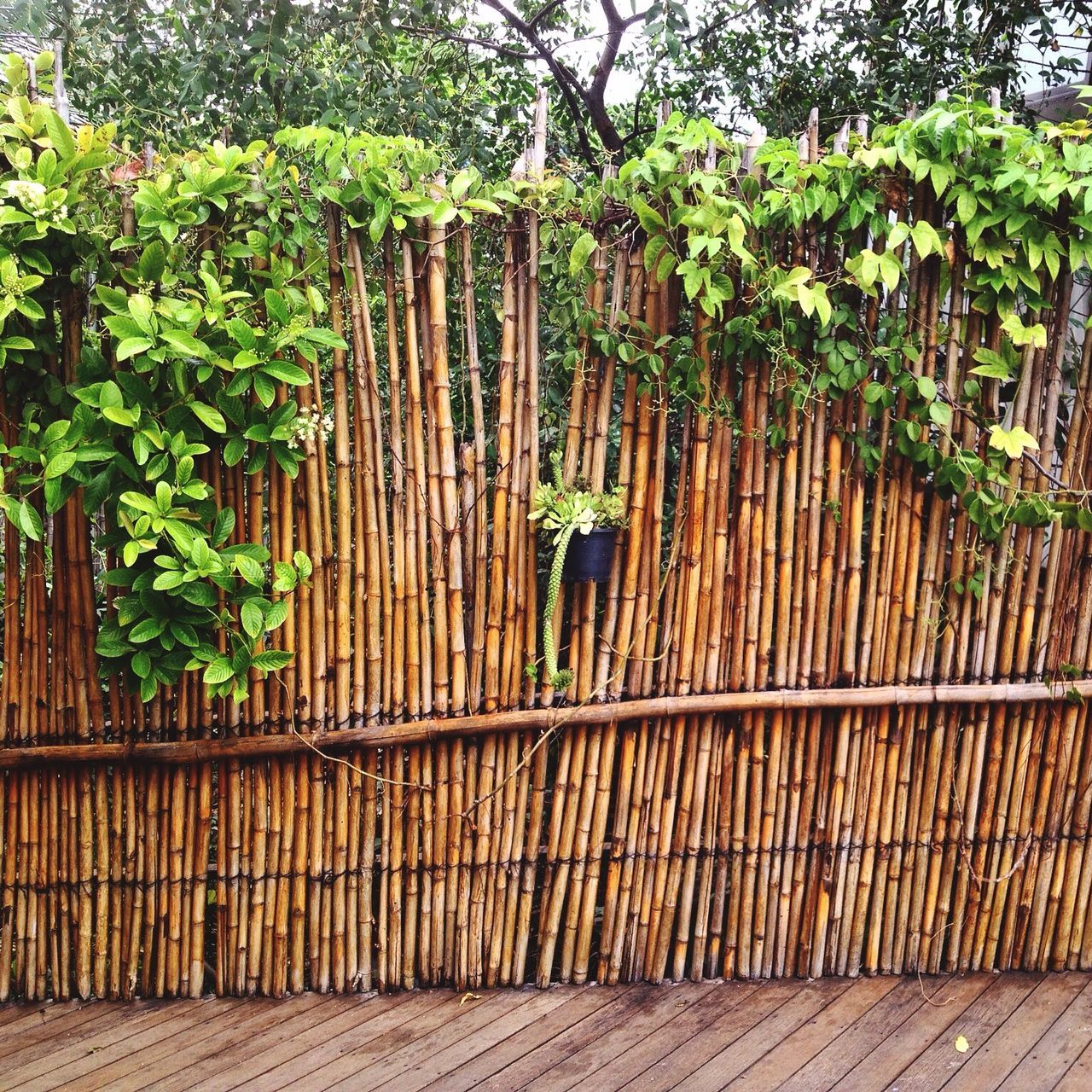 growth, green color, plant, tree, fence, nature, pattern, railing, outdoors, day, no people, sunlight, wall - building feature, high angle view, built structure, in a row, wood - material, leaf, green, tranquility