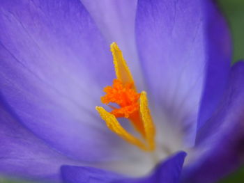 Close-up of purple crocus flower