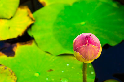 Close-up of lotus water lily in pond