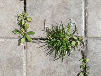 Directly above shot of potted plant against wall