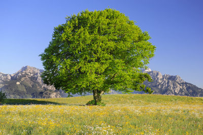 Tree on field against mountains and clear sky