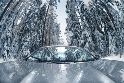 Close-up of icicles on snow covered trees