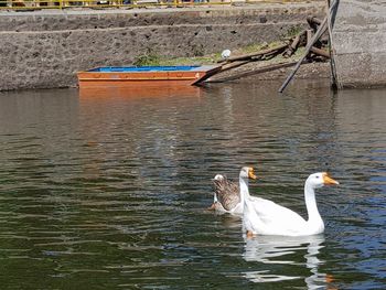 Swan swimming in lake