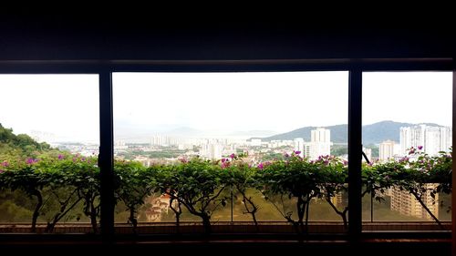 Trees and plants seen through window