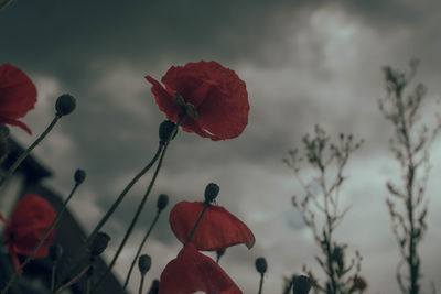 Low angle view of red flowering plant against sky