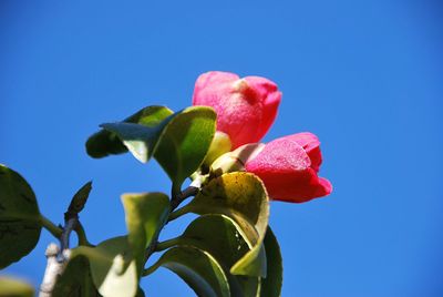 Low angle view of flowering plant against blue sky