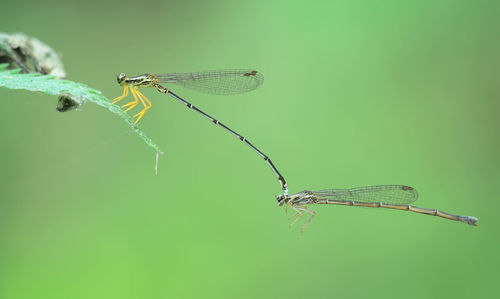 Close-up of caterpillar on leaf