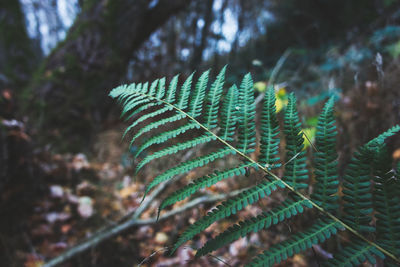 Close-up of fern leaves