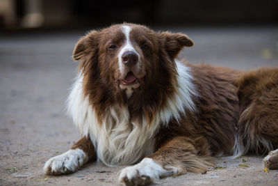Portrait of dog sitting outdoors