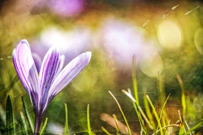 Close-up of purple flowers