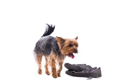 Dog looking away over white background