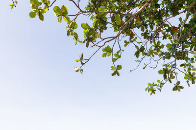 Low angle view of a tree