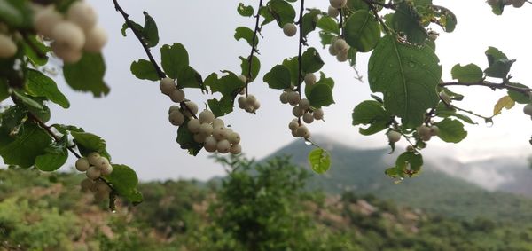 Close-up of berries growing on tree against sky