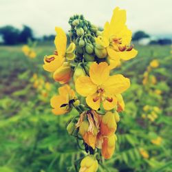 Close-up of yellow flowering plant on field