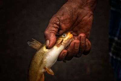 Cropped image of hand holding fish