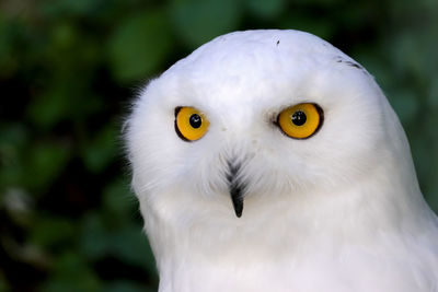 Close-up portrait of an owl