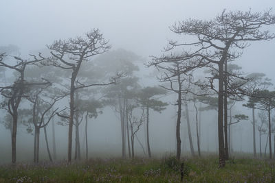 Trees on field against sky during winter