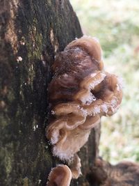 Close-up of mushroom growing on tree trunk