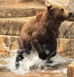 View of horse in the water