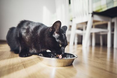Close-up of black cat eating food on hardwood floor at home
